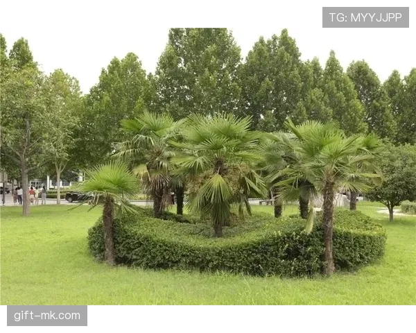 草坪场地规则拆解：标准尺寸与质量对比赛判罚有何影响